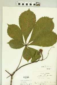 Aesculus hippocastanum image