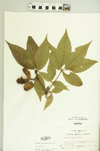 Aesculus glabra image