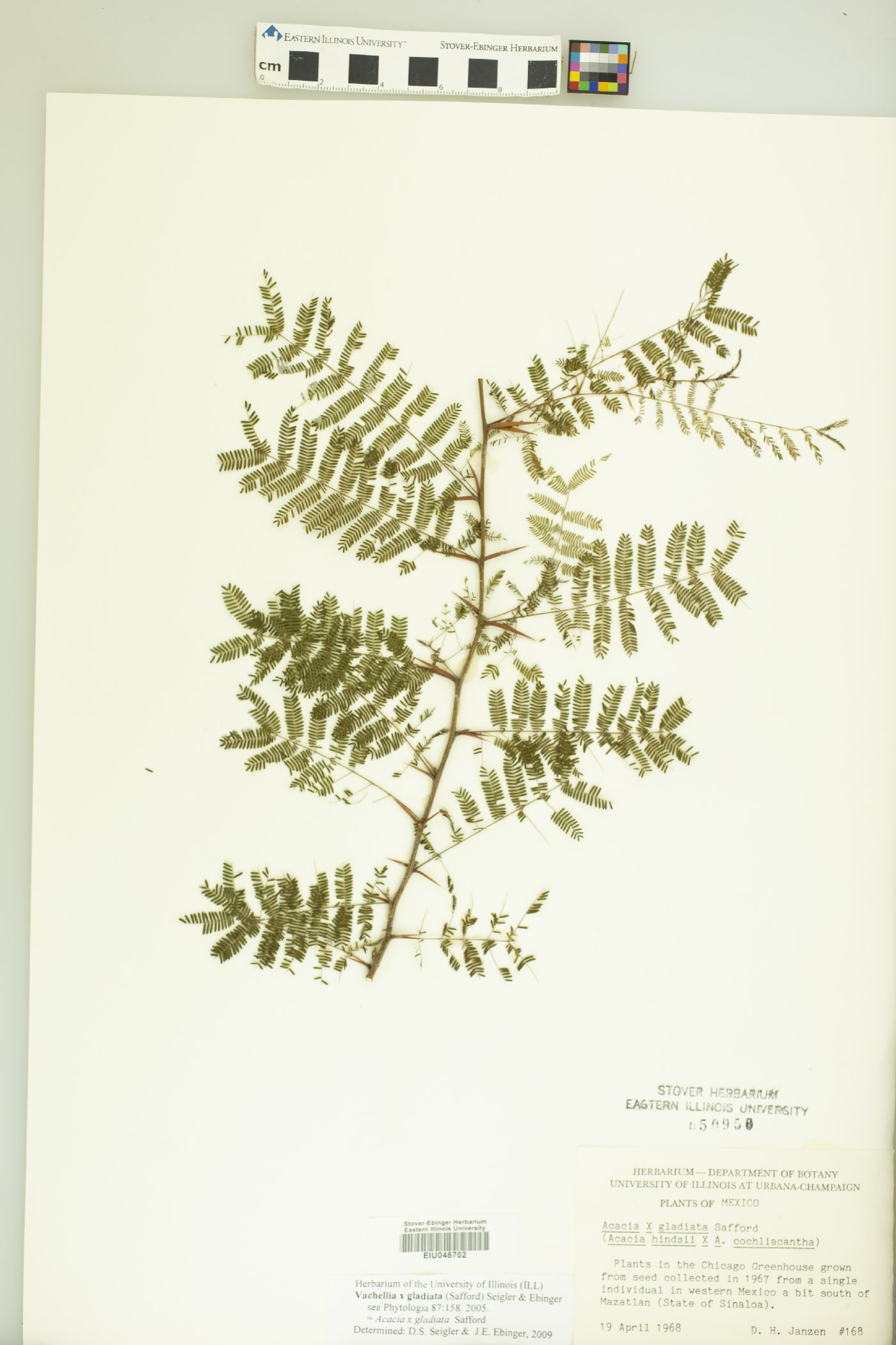 Vachellia gladiata image
