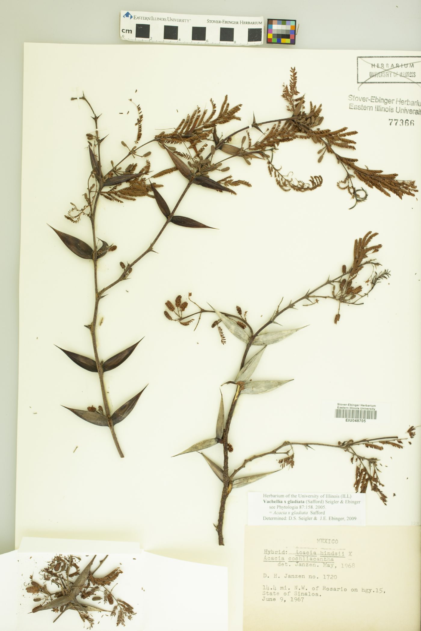 Vachellia gladiata image