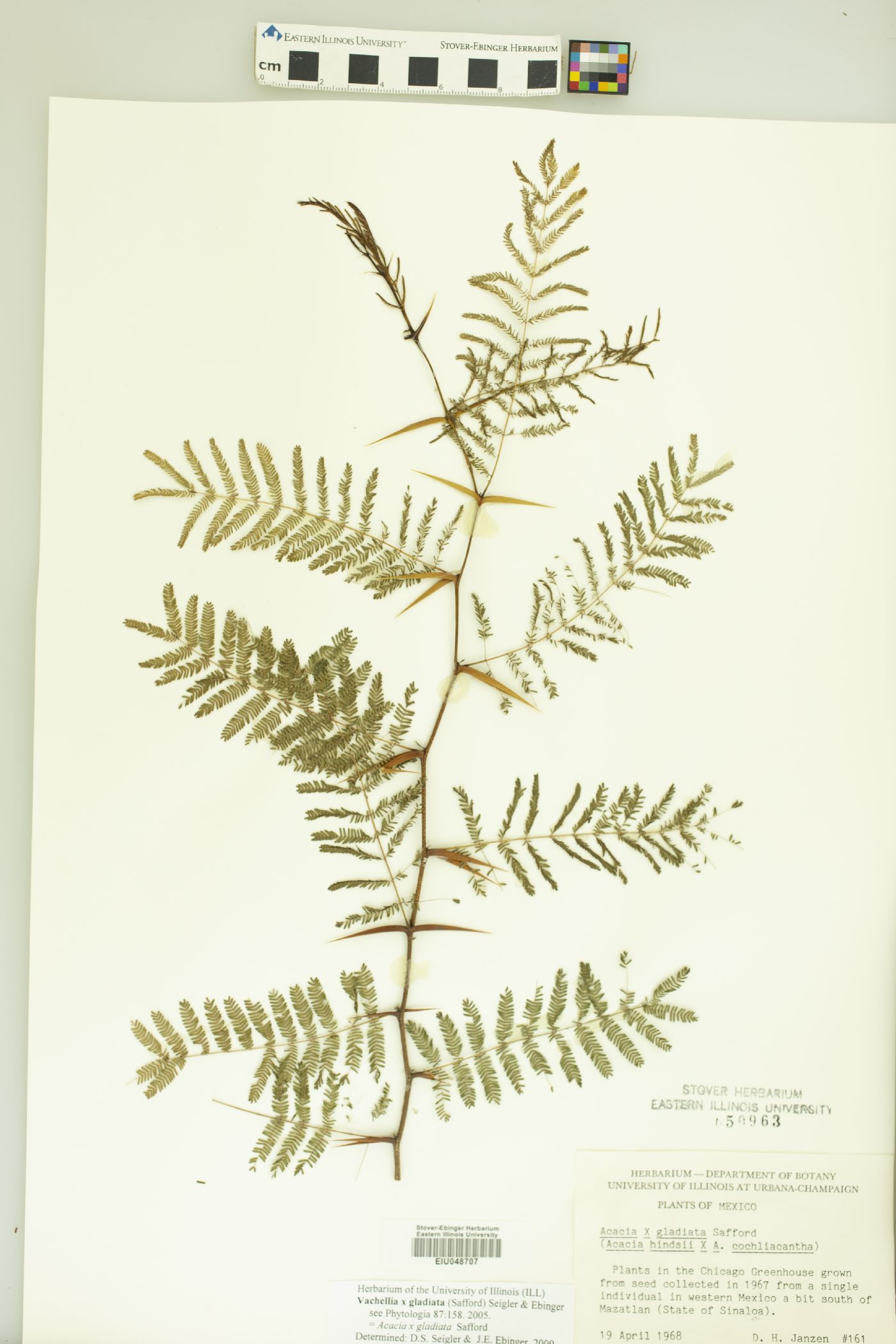 Vachellia gladiata image