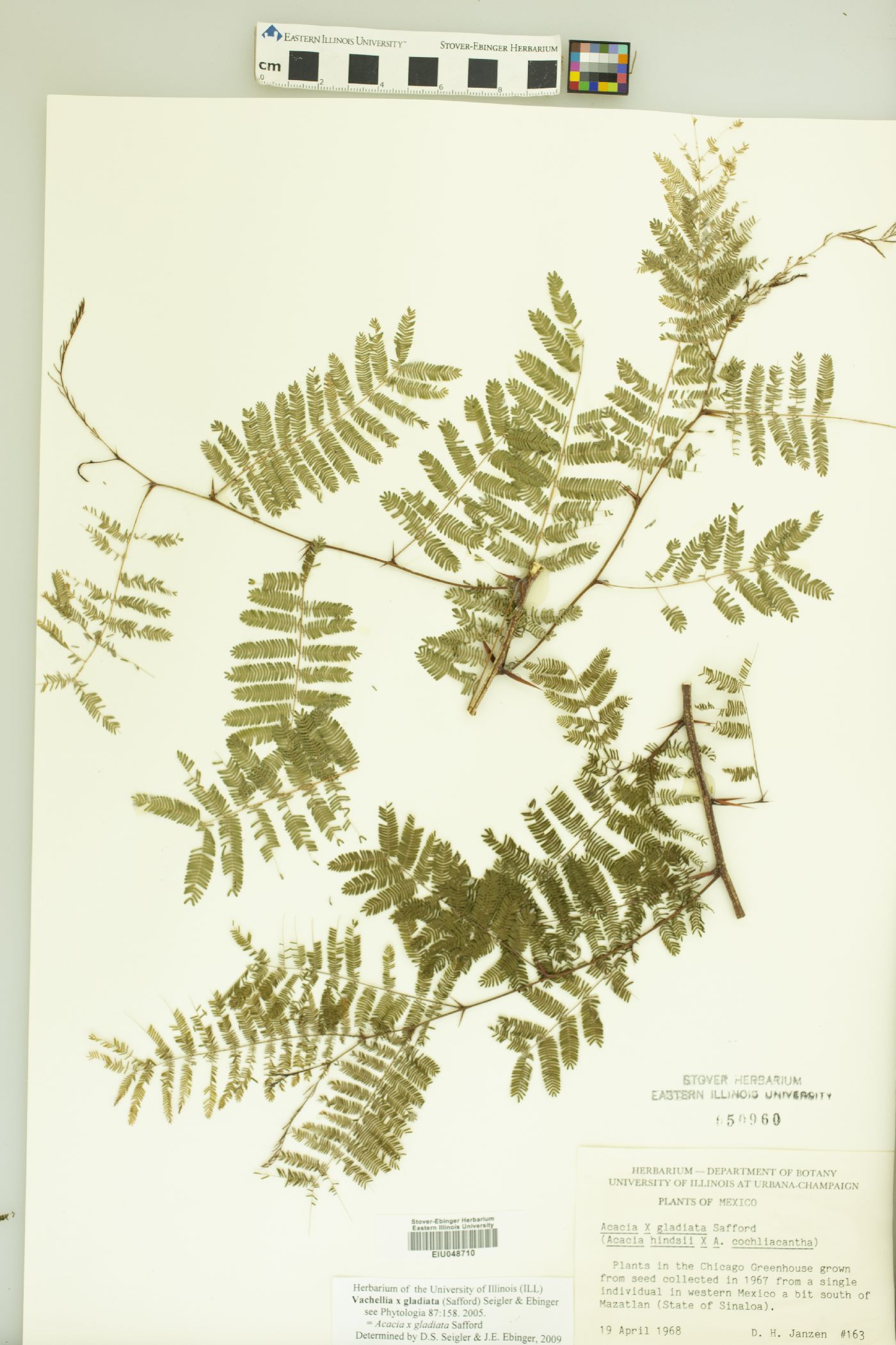 Vachellia gladiata image