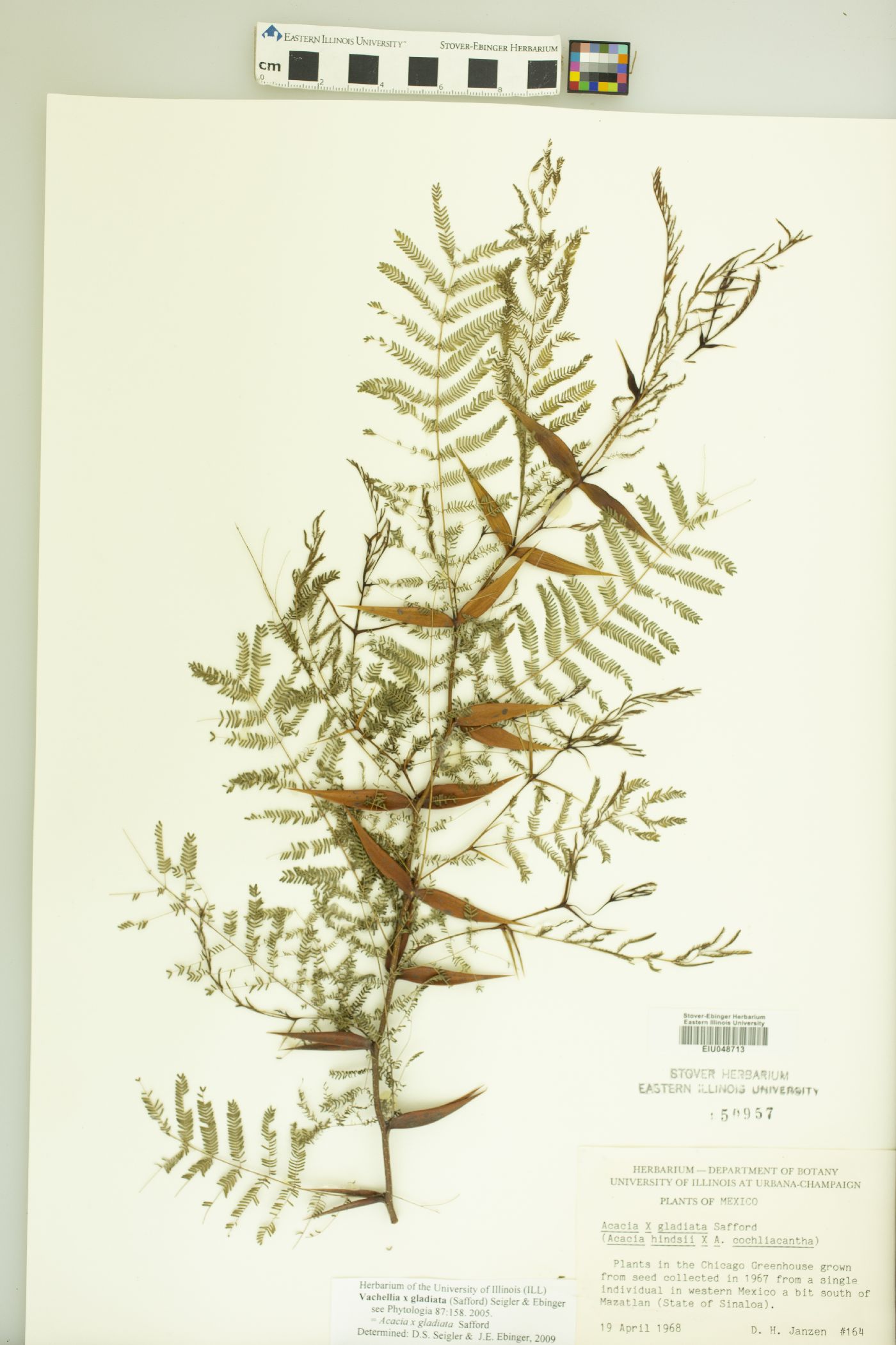 Vachellia gladiata image