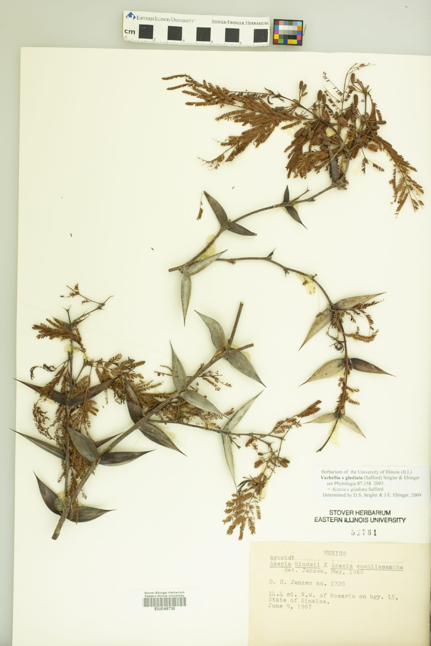 Vachellia gladiata image