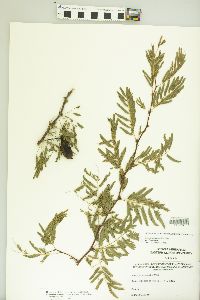 Vachellia farnesiana var. farnesiana image