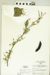 Vachellia farnesiana image