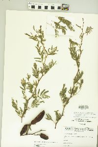 Vachellia farnesiana image