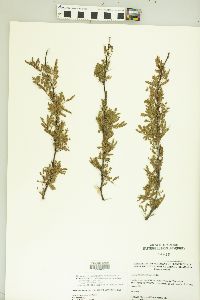 Vachellia farnesiana image