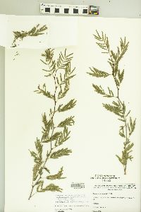 Vachellia farnesiana var. farnesiana image