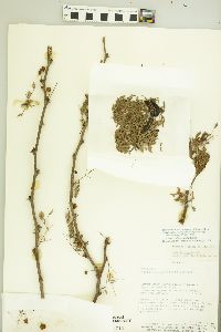 Vachellia albicorticata image