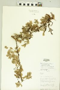 Vachellia albicorticata image