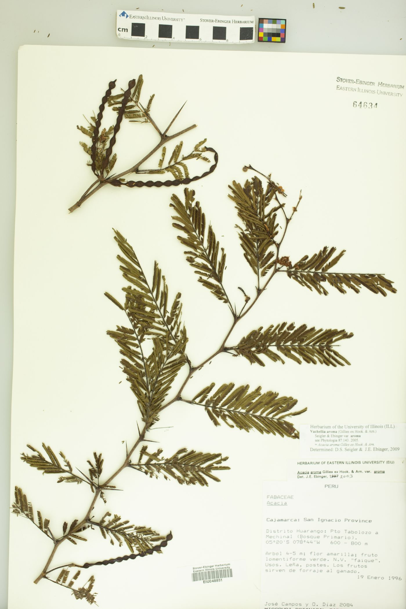 Vachellia aroma image