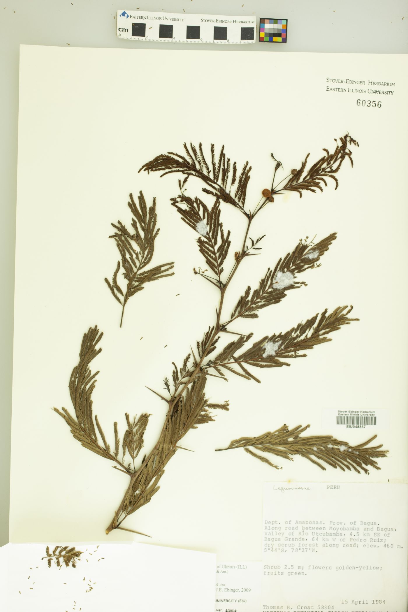 Vachellia aroma image