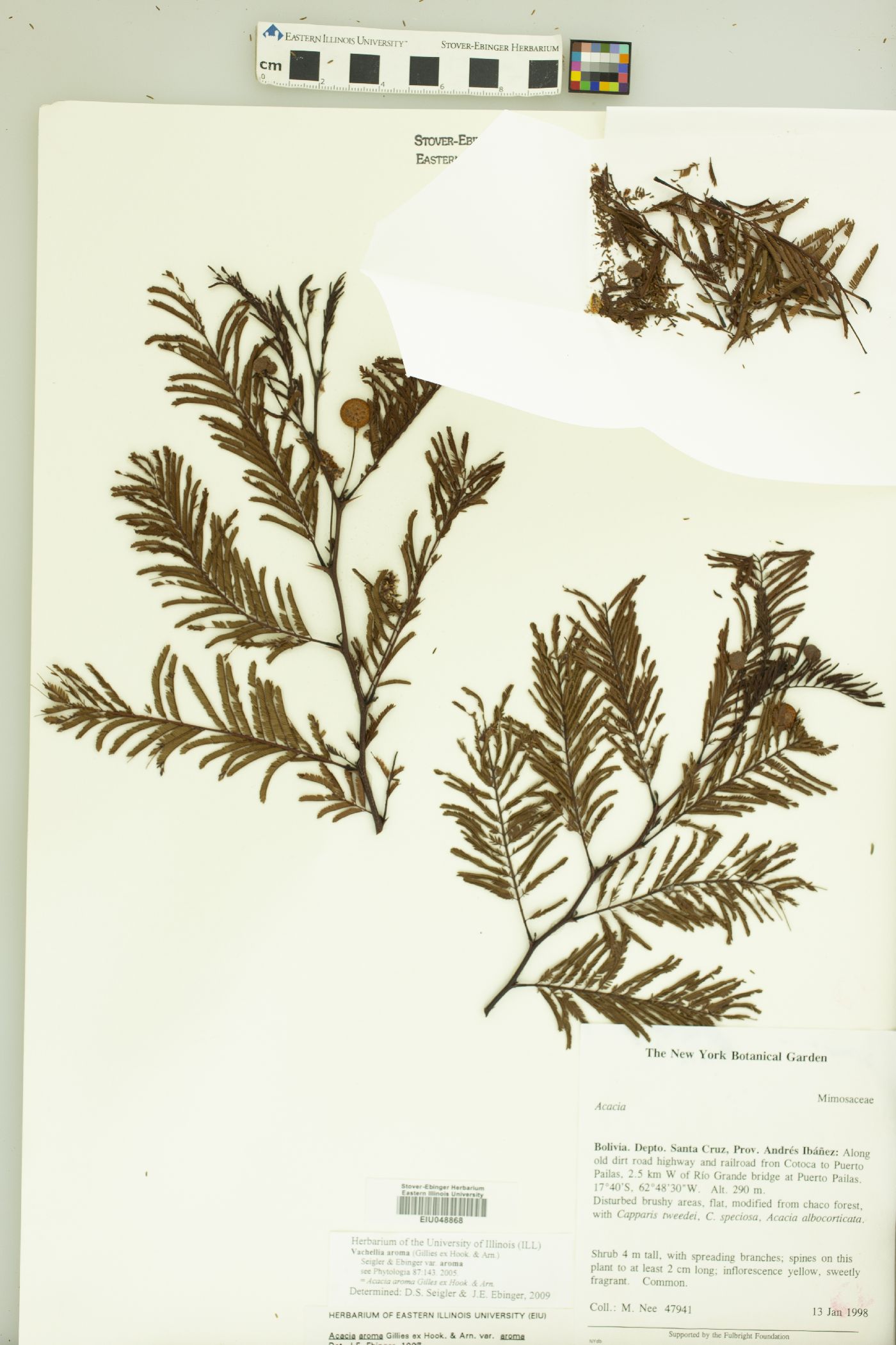 Vachellia aroma image