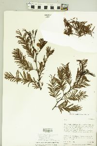 Vachellia aroma image