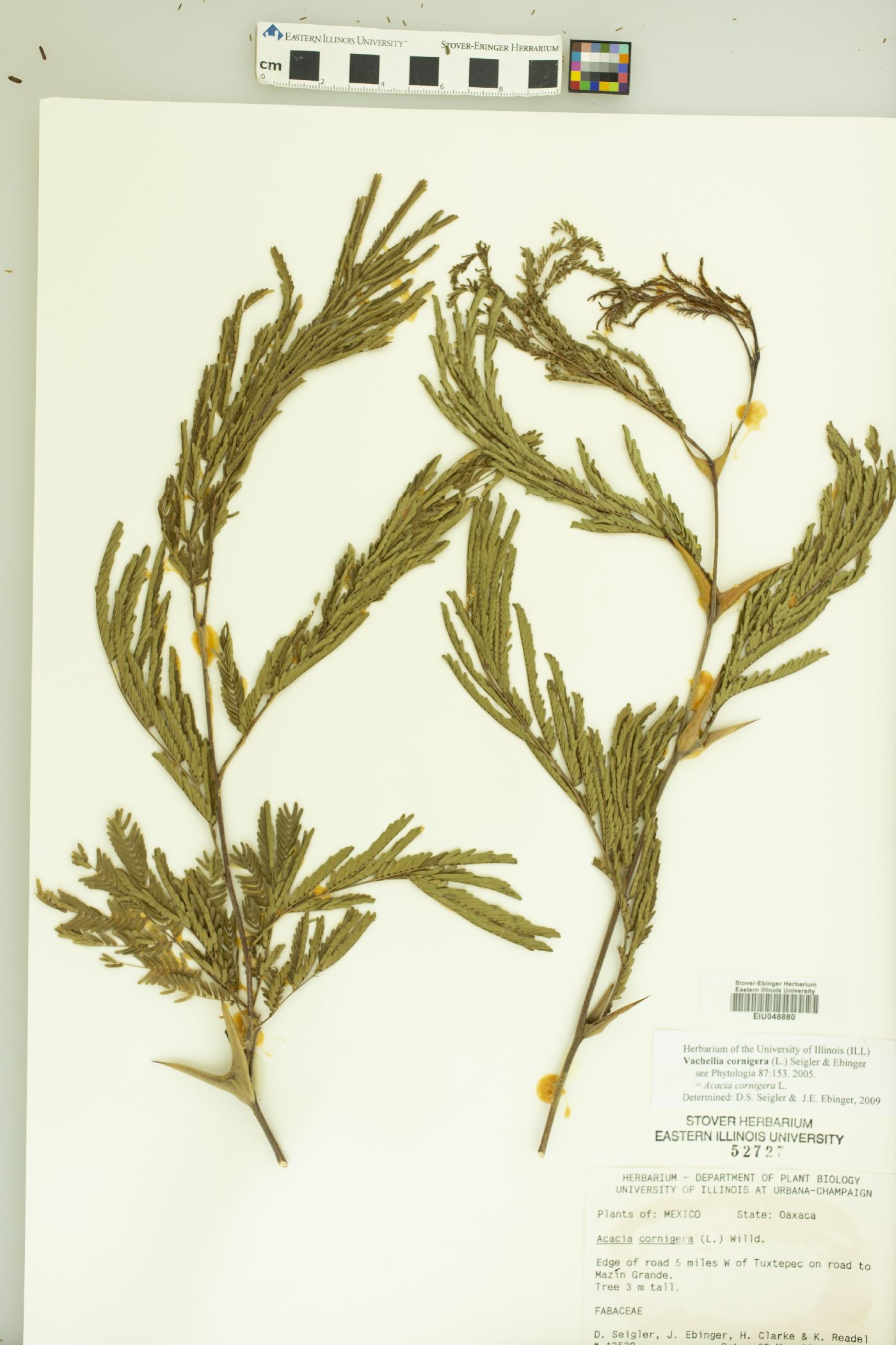 Vachellia cornigera image