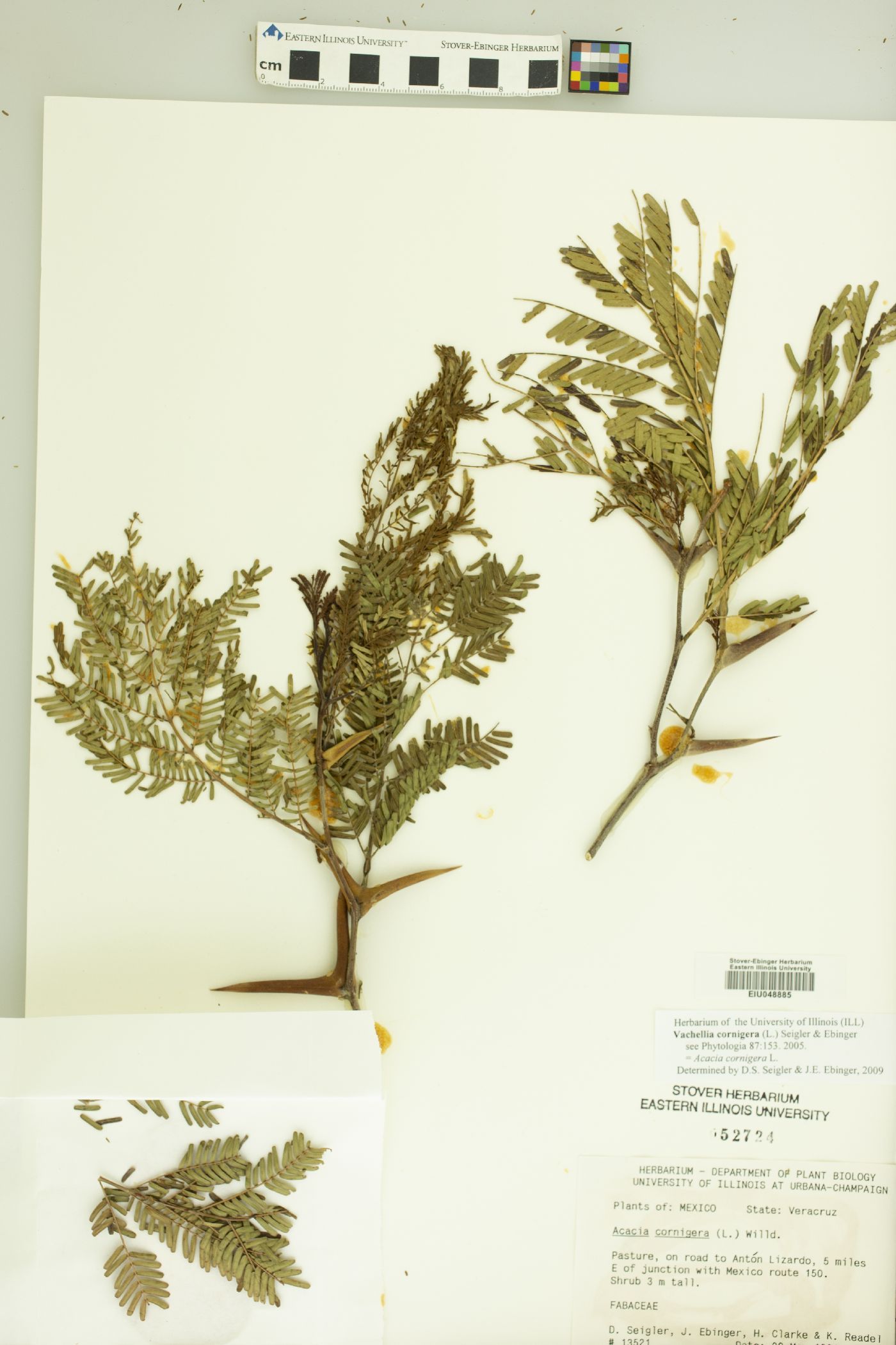 Vachellia cornigera image