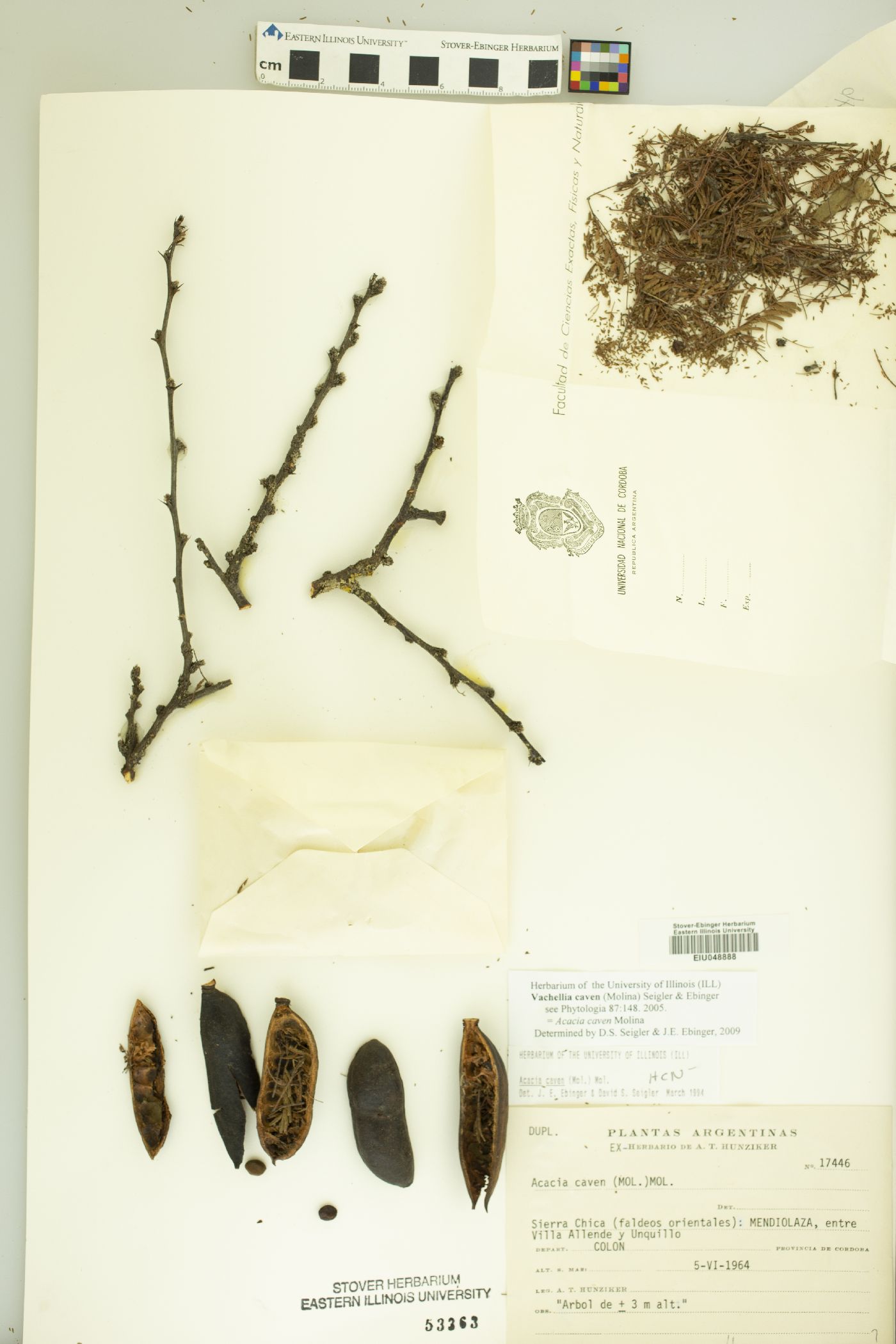 Vachellia caven image