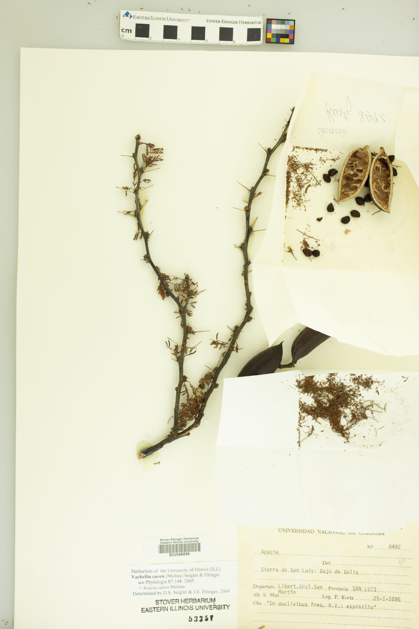 Vachellia caven image