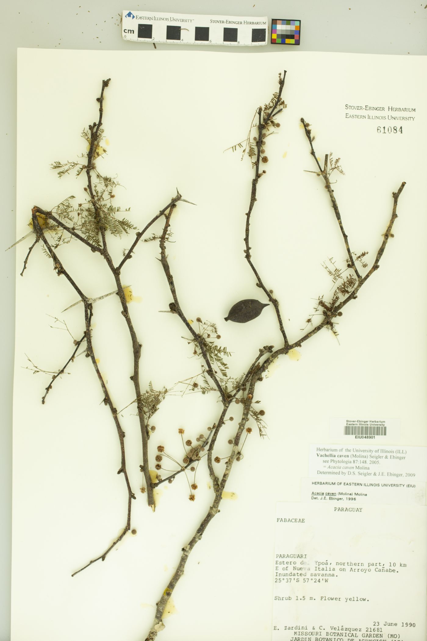 Vachellia caven image