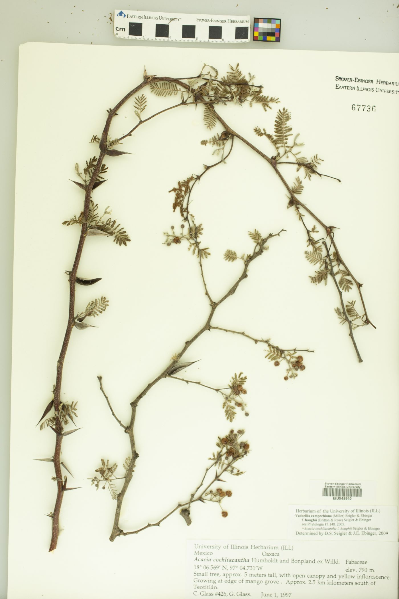 Vachellia campechiana f. houghii image