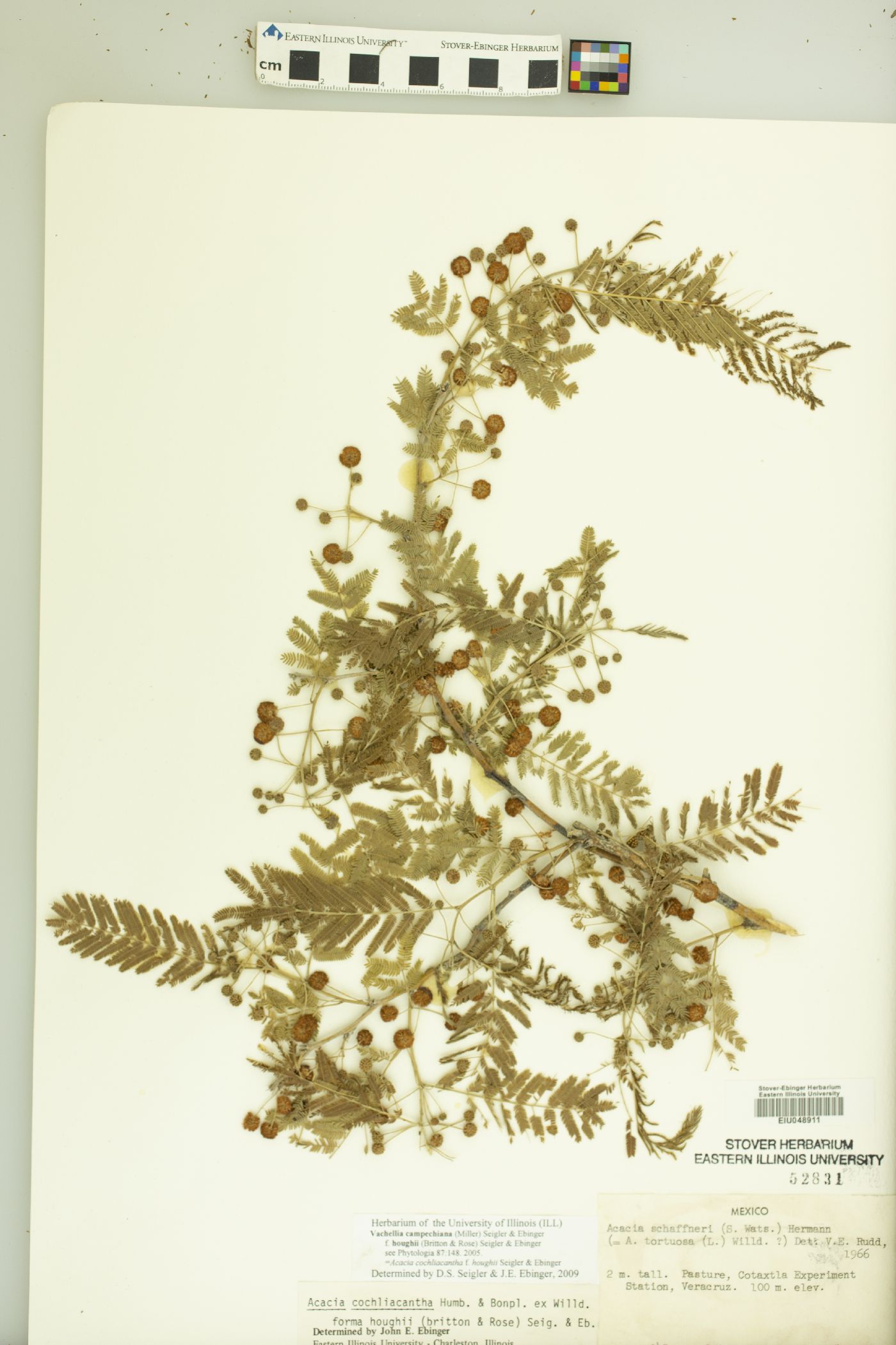 Vachellia campechiana f. houghii image