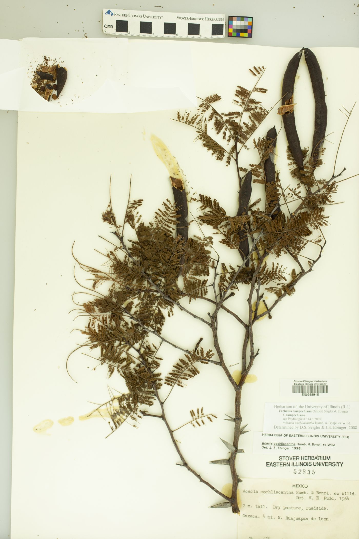 Vachellia campechiana f. campechiana image