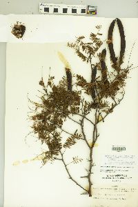 Vachellia campechiana image