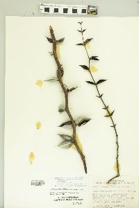 Vachellia campechiana image