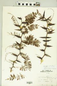 Vachellia campechiana image