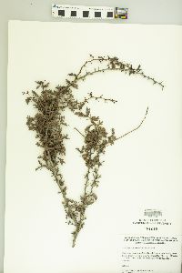 Vachellia barahonensis image