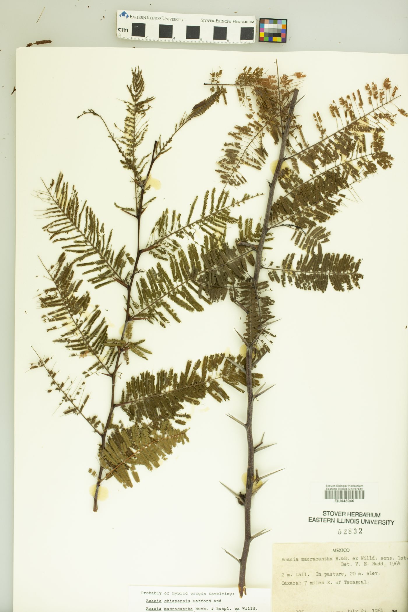 Acacia macracantha image