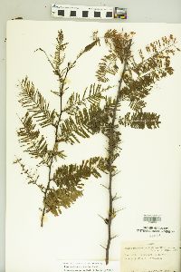 Acacia macracantha image