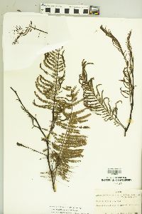 Acacia macracantha image