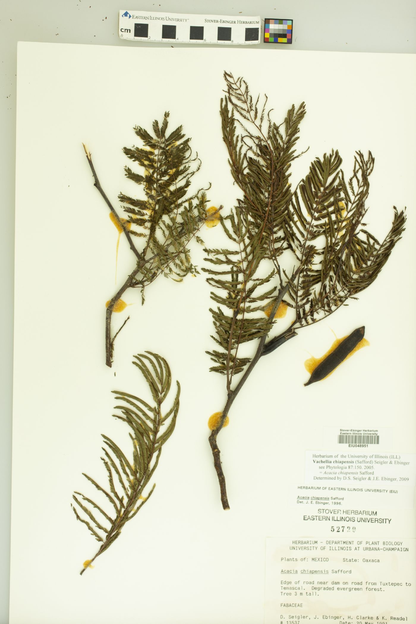 Vachellia chiapensis image