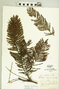 Vachellia chiapensis image