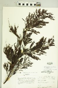 Vachellia hindsii image