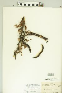 Vachellia guanacastensis image