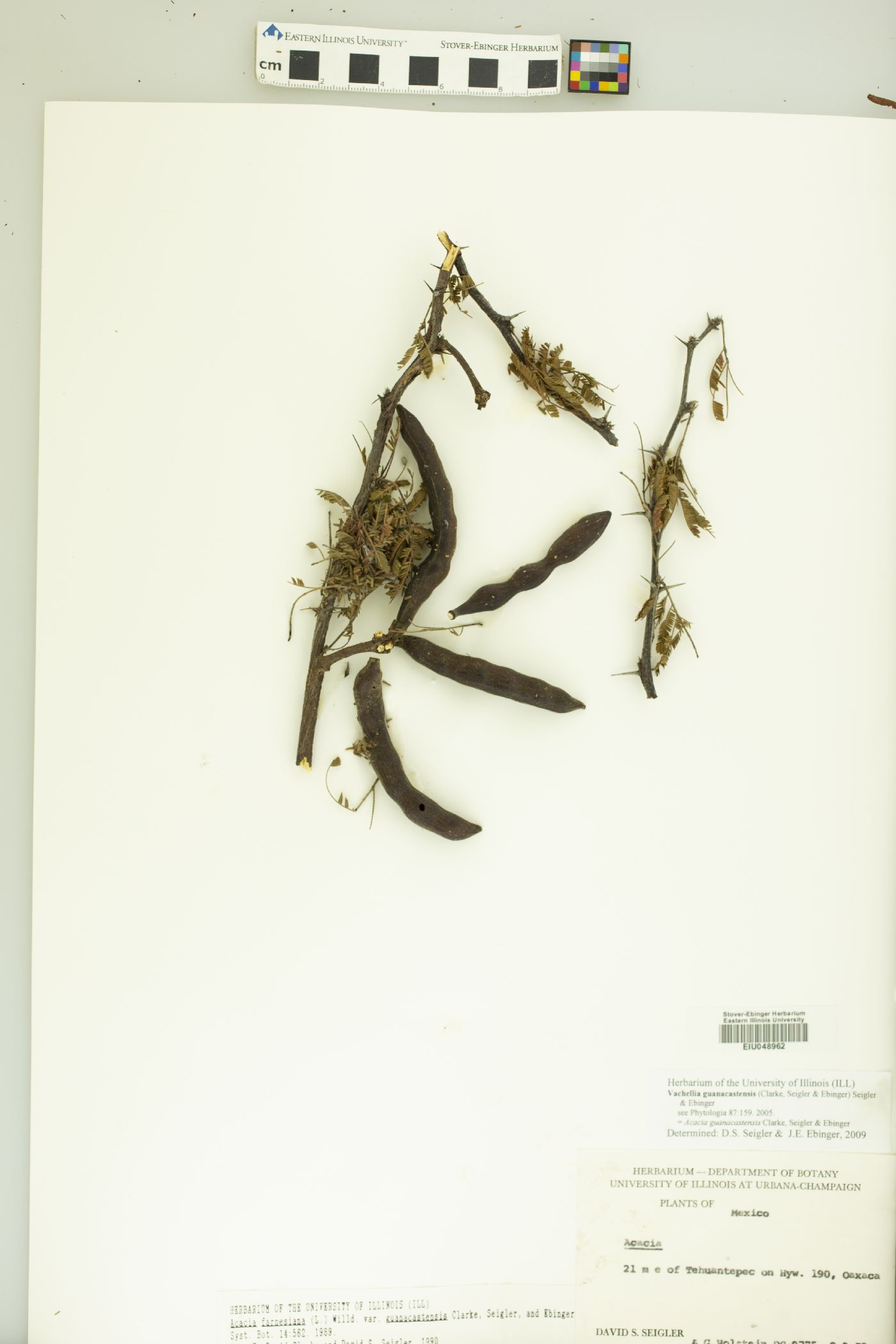 Vachellia guanacastensis image