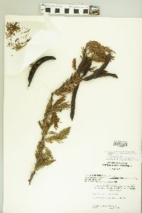 Vachellia guanacastensis image