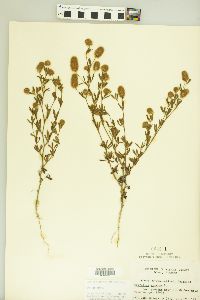 Trifolium arvense image