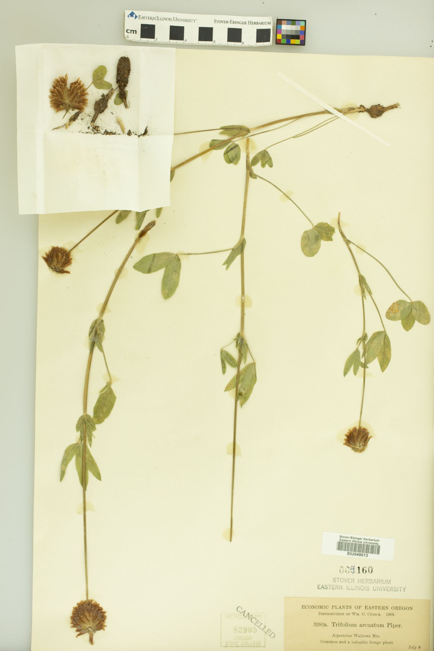 Trifolium arcuatum image