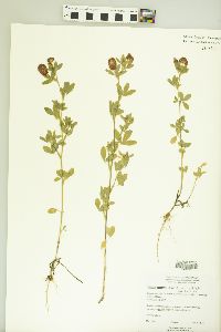 Trifolium aureum image