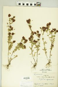 Trifolium aureum image