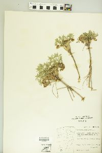 Trifolium gymnocarpon image