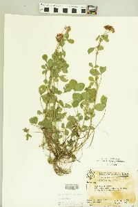 Trifolium hybridum image