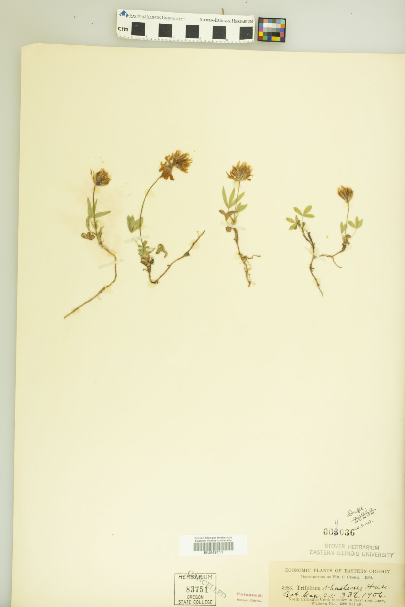 Trifolium shastense image