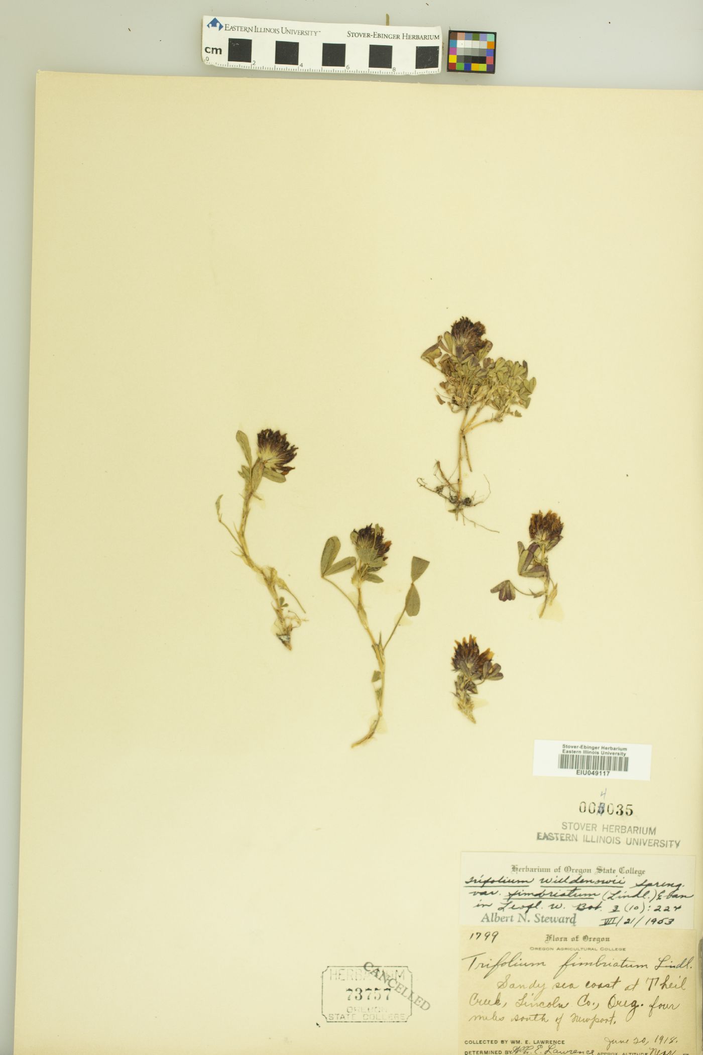 Trifolium willdenovii var. fimbriatum image