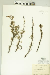 Vachellia bravoensis image