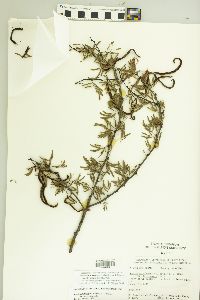 Vachellia bravoensis image